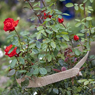 Taśma jutowa 5 cm /  8 m – zdjęcie 7