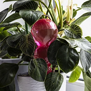 Kula nawadniająca potrójna (trzykomorowa), przezroczysta różowa, 600 ml – zdjęcie 7