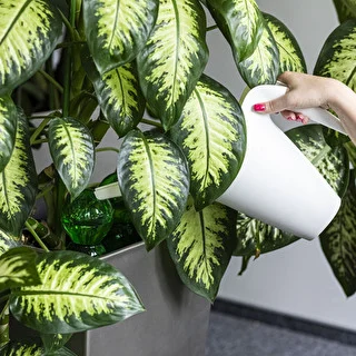 Kula nawadniająca potrójna (trzykomorowa), przezroczysta zielona z ceramiczną nóżką, 600ml – zdjęcie 6