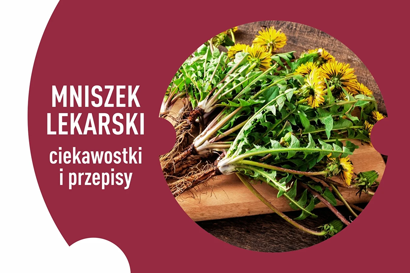 Mniszek lekarski – ciekawostki i przepisy