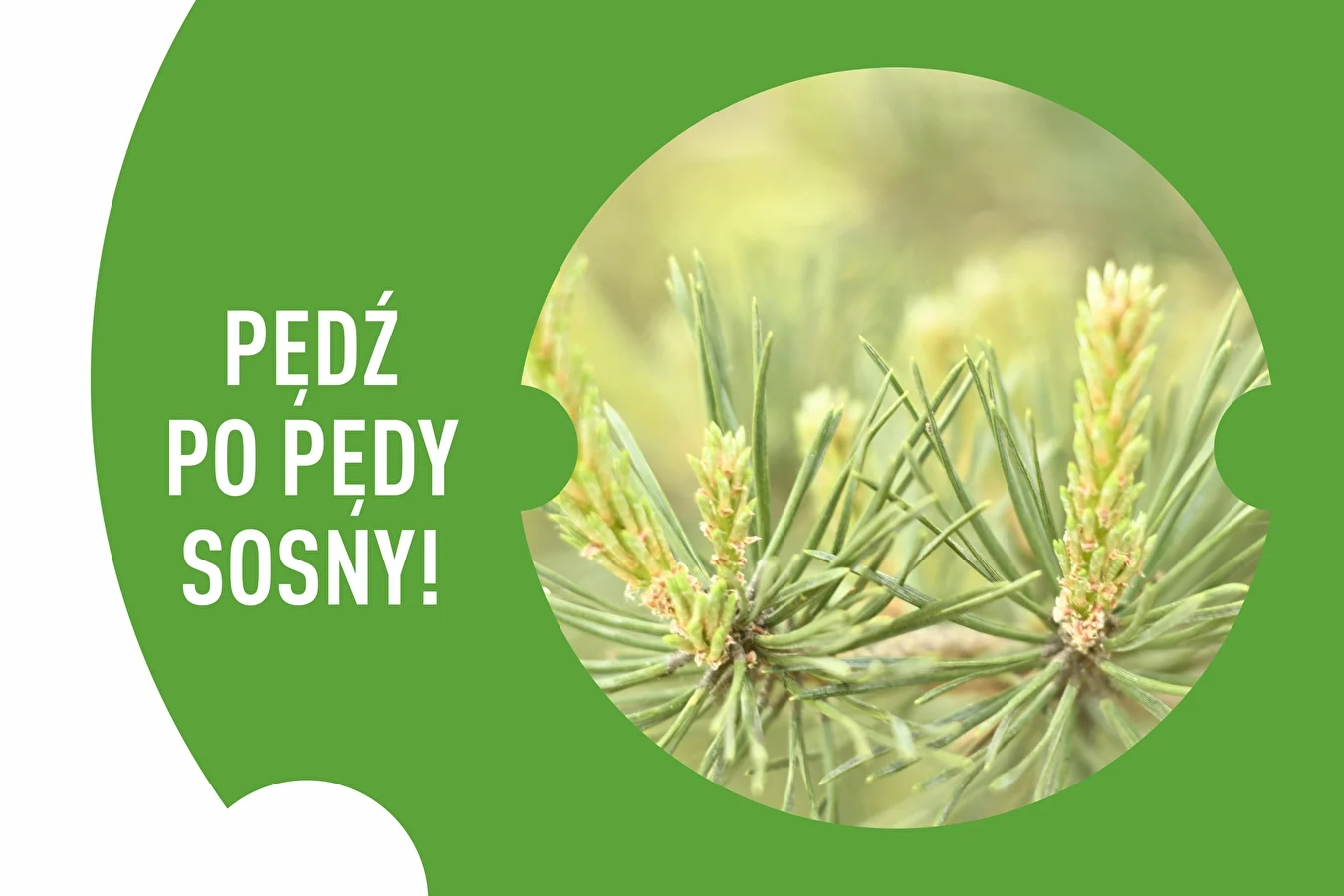 Pędź po pędy sosny!