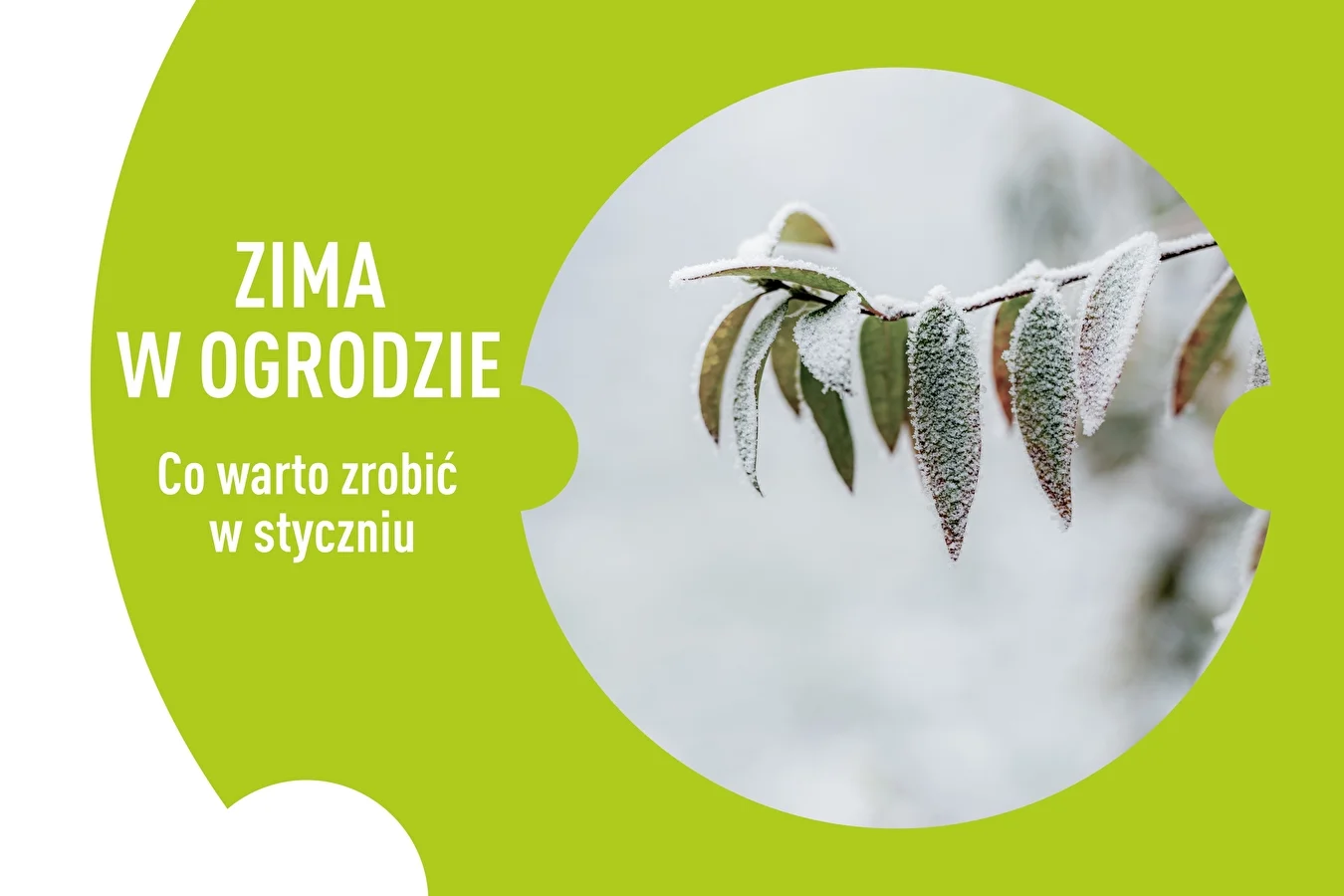 Zima w ogrodzie - co warto zrobić w styczniu?
