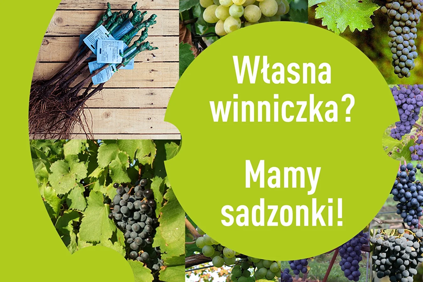 Sadzonki winorośli polecane do upraw w naszym klimacie