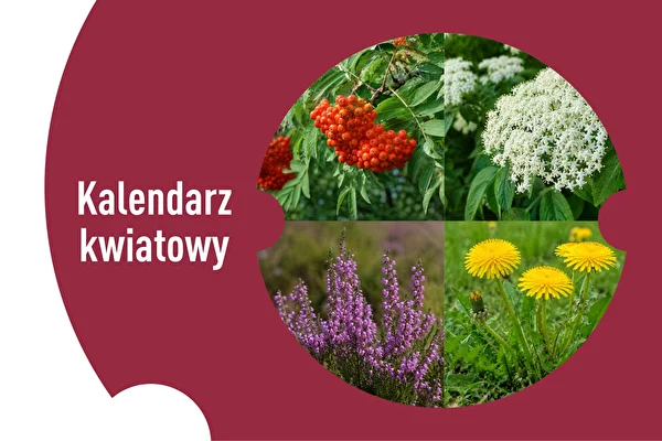 Kalendarz kwiatowy