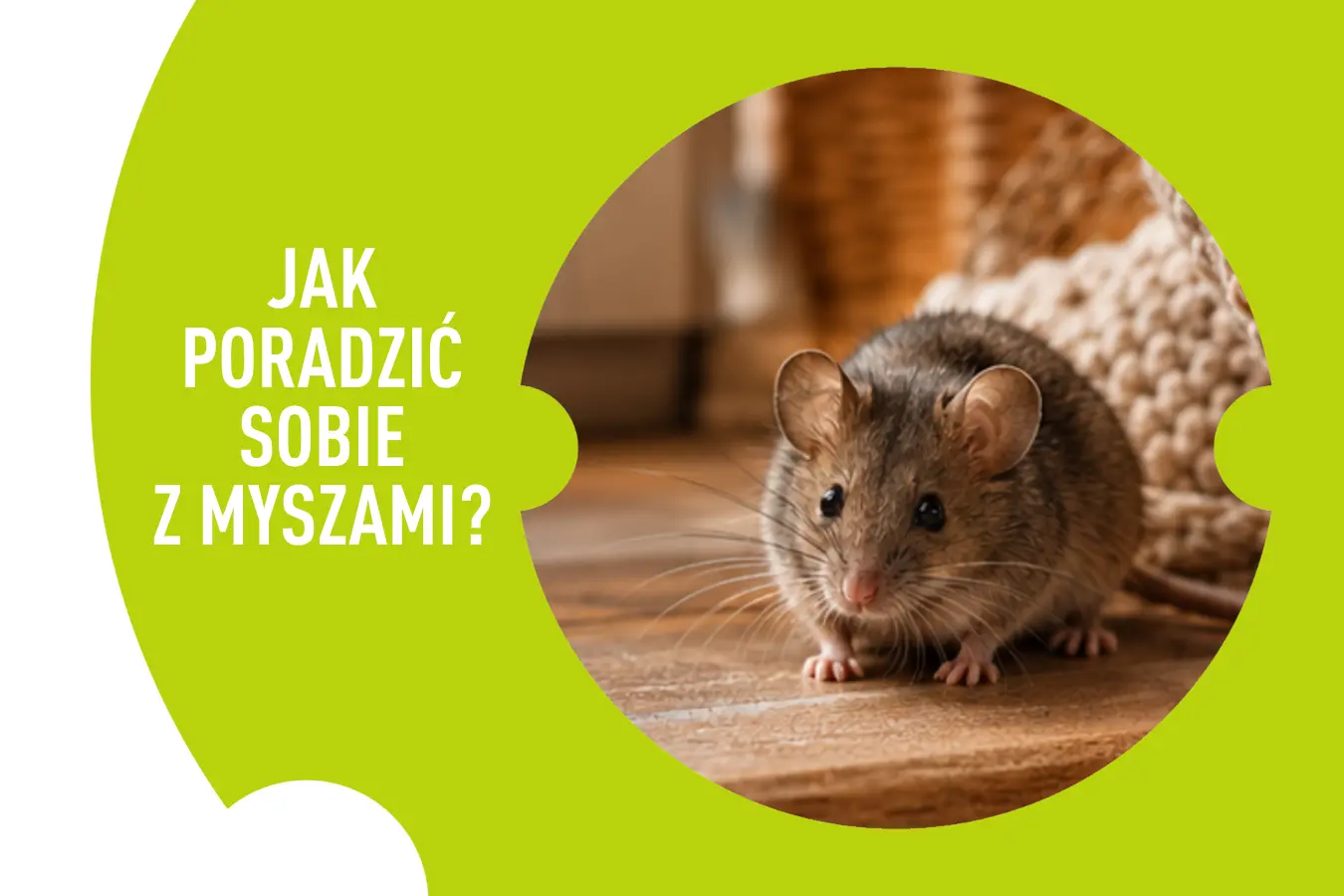 Jak poradzić sobie z myszami?