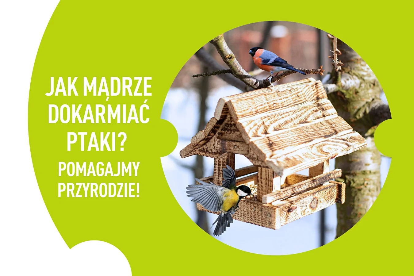 Jak mądrze dokarmiać ptaki? Pomagajmy przyrodzie!
