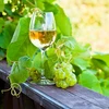 Enovini® OK WHITE - drożdże winiarskie obniżające kwasowość 7 g - 9 ['drożdże do jabłek', ' drożdże do białych winogron', ' wino z jabłek', ' wino z winogron', ' drożdże obniżające kwasowość', ' drożdże do win białych', ' drożdże suszone', ' wino domowe', ' drożdże redukujące kwasowość']