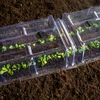 Mini szklarnia modułowa 85x41x20,5 cm - 2 ['mini szklarnia', ' klosz tunelowy', ' modułowa szklarnia', ' ochrona upraw', ' uprawa warzyw i owoców', ' wzrost roślin', ' ochrona przed szkodnikami', ' nawadnianie roślin', ' samodzielna uprawa']