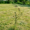 Podpora do roślin - z oczkiem, wys. 70 cm - 7 