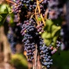 Profesjonalna sadzonka winorośli - Dornfelder  - 1 ['dornfelder', ' sadzonki winorośli', ' winorośle', ' sadzonki winorośli łódź', ' winogrona łódź', ' winorośle łódź', ' sadzonki winogrona', ' sadzonki winogron deserowych', ' sadzonki winorośli deserowych', ' sztobry winogron', ' sztobry winorośli', ' sadzonki winogron na wino', '']