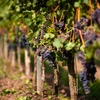 Profesjonalna sadzonka winorośli - Dornfelder - 2 ['dornfelder', ' sadzonki winorośli', ' winorośle', ' sadzonki winorośli łódź', ' winogrona łódź', ' winorośle łódź', ' sadzonki winogrona', ' sadzonki winogron deserowych', ' sadzonki winorośli deserowych', ' sztobry winogron', ' sztobry winorośli', ' sadzonki winogron na wino', '']