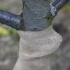 Tkanina jutowa 20 cm / 5 m - 7 ['tkanina z juty', ' tkanina jutowa', ' tkanina do ochrony drzewek', ' tkanina naturalna jutowa', ' ekotkanina jutowa', ' tkanina do wiązania', ' tkanina do rękodzieła']