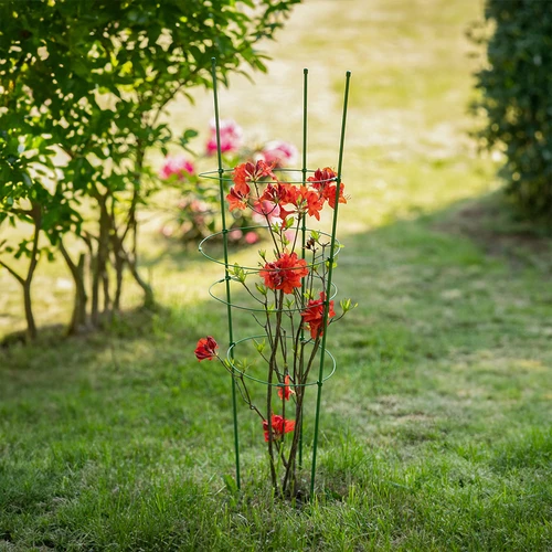 Podpora pierścieniowa do roślin 3 pierścienie 0,5m - 4 ['podpora do roślin', ' podpora pierścieniowa do krzewów', ' podpora ogrodowa', ' podpora na róże', ' pergola ogrodowa', ' obejma do roślin', ' podpórka do roślin', ' podpora kwiatowa', ' podpora do roślin doniczkowych', ' podpora do hortensji', ' podpora do borówek', ' podpora do roślin pnących', ' podpora zielona', ' podpora do roślin ciemnozielona', ' podpora do roślin stalowa z pierścieniami']