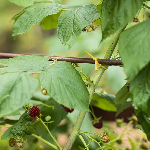 Sznurek bawełniany żółty 2 mm/55 m/100 g - 9 ['sznurek z bawełny', ' sznurek bawełniany', ' sznurek do delikatnych roślin', ' sznurek naturalny', ' ekosznurek', ' sznurek do makramy', ' sznurek do wiązania', ' sznurek do rękodzieła', ' sznurek do ściągania', ' żółty sznurek', ' sznurek żółty']