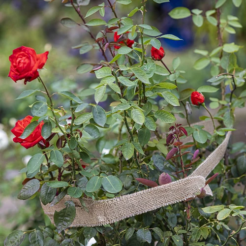 Taśma jutowa 5 cm /  8 m - 7 ['taśma z juty', ' taśma jutowa', ' taśma do pomidorów', ' taśma do ogórków', ' taśma naturalna', ' ekotaśma', ' taśma do wiązania', ' taśma do rękodzieła', ' wstążka jutowa']