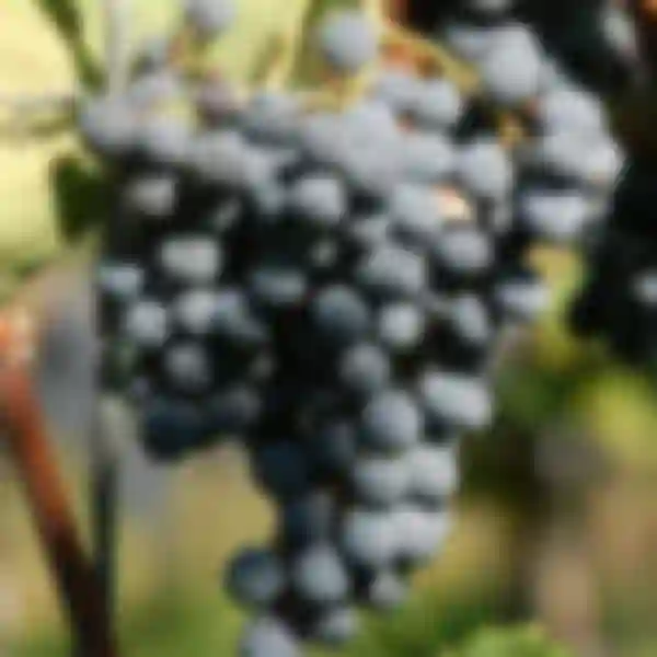 Sadzonki winorośli polecane do upraw w naszym klimacie