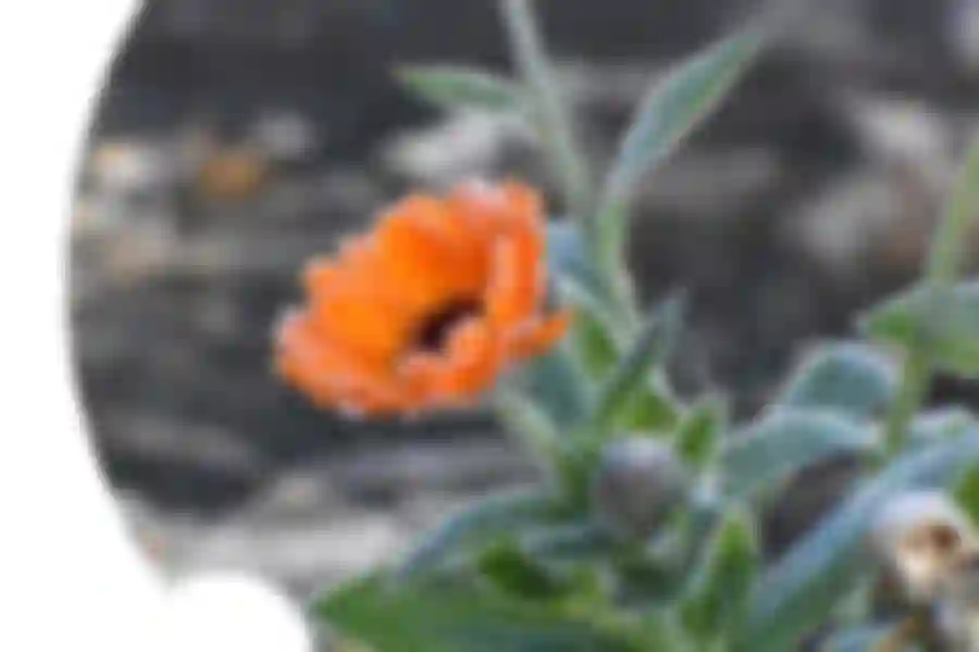 Browin Blog - Jak zabezpieczyć rośliny przed "zimną Zośką" i "zimnymi ogrodnikami"?