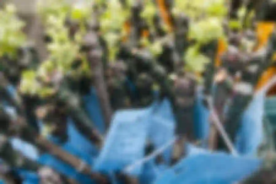 Browin Blog - Nowe sadzonki winorośli w naszej ofercie